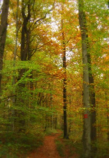 un chemin vers l'inconnu